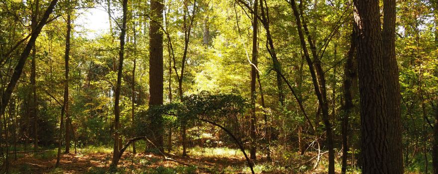 Mission Tejas State Park