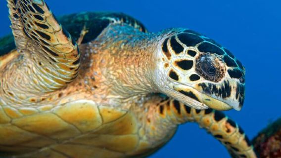 Dive Grenada