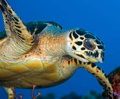 Dive Grenada