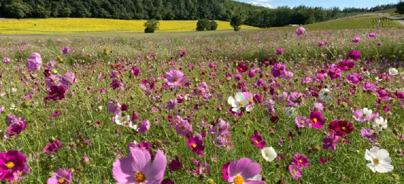 遠軽町のホテル
