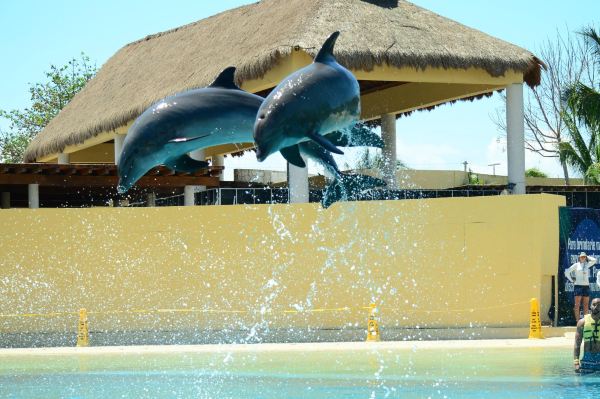 Dolphinaris Riviera Maya