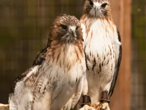 Harris Nature Center