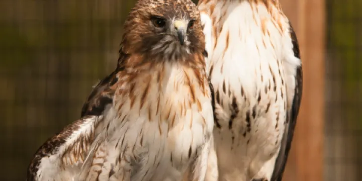 Harris Nature Center