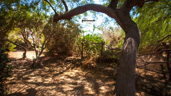 The Botanical Garden