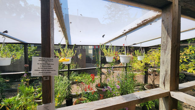 Butterflies of Cape Cod