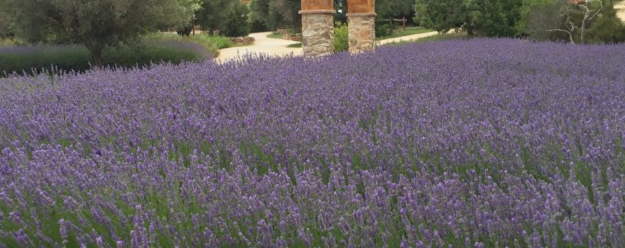 Botanical Garden Ecoherbes Park