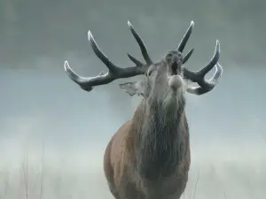 Maison du Cerf