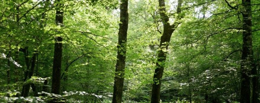 Forest of Chaux