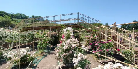 Roseto Vacunae Rosae