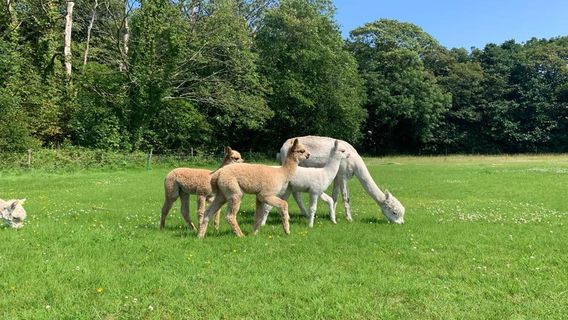 Natterjack Alpacas
