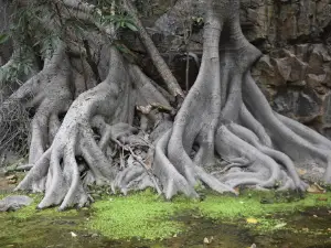Grotão de São Pedro