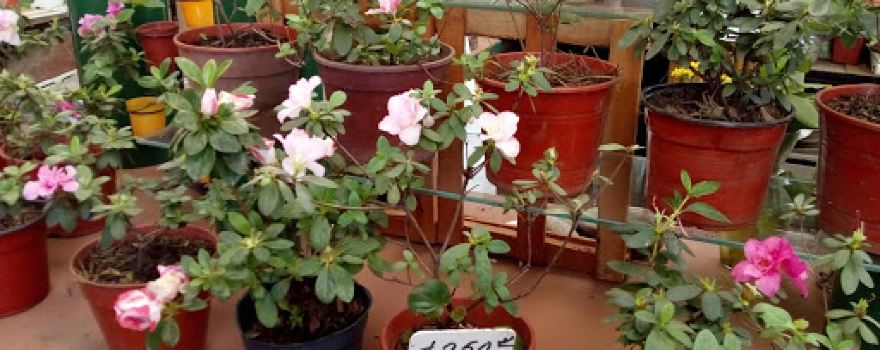 Vivero Bonsai