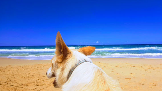 Dog Friendly Beach access 226-247