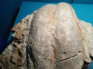 Museo Mares Paleozóicos Santa Cruz de Nogueras