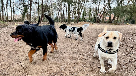 Hondenspeelbos Lemele