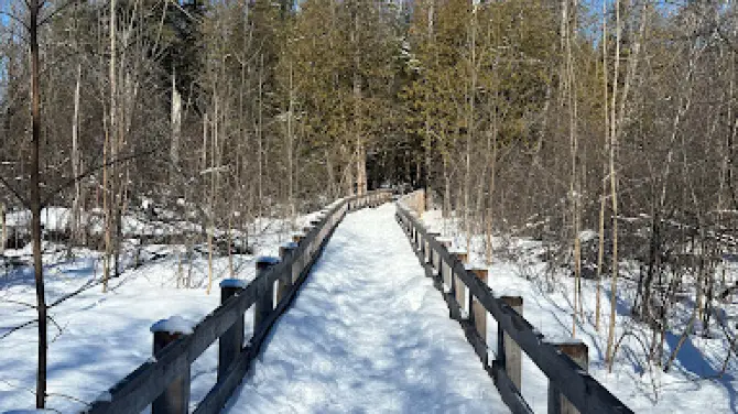 Boucher Forest-dog walk