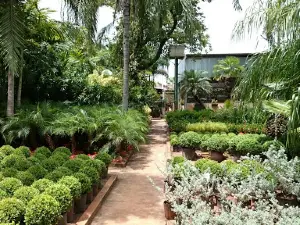 Viveiro De Plantas Mayor
