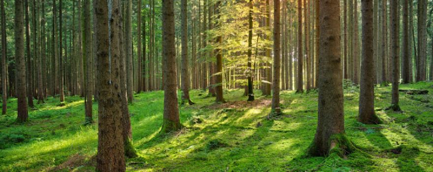 Holzkorporation Zollikon