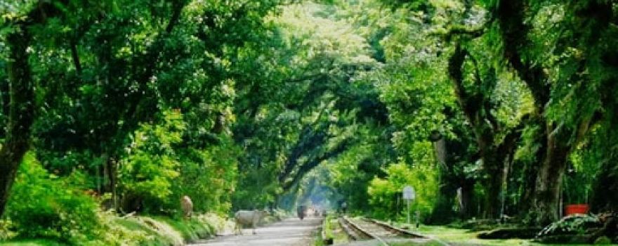 Lorong Negeri Padang Halaban View