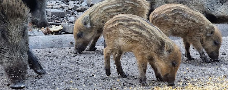 Schwarzwildgehege Dietingen