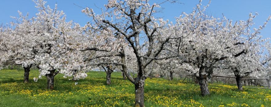 Nuglar Gärten - Solidarische Landwirschaft- Feld im Dorf