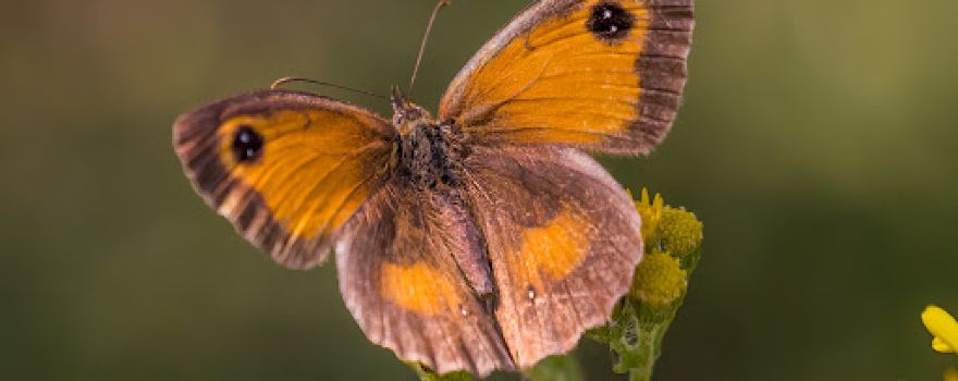 Alners Gorse Butterfly Reserve