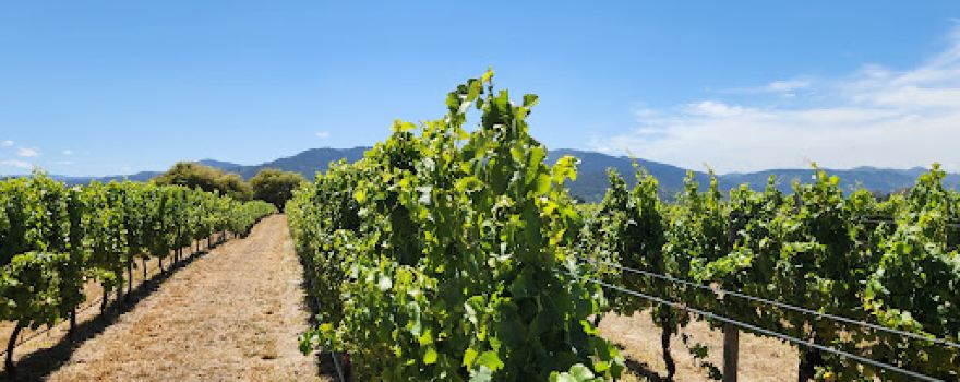 Bladen Wines
