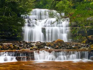 Liffey Falls Camping