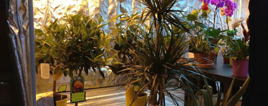 Culture Indoor Montelimar