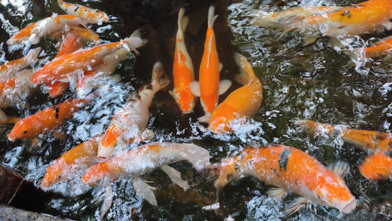 Water World Aquarium