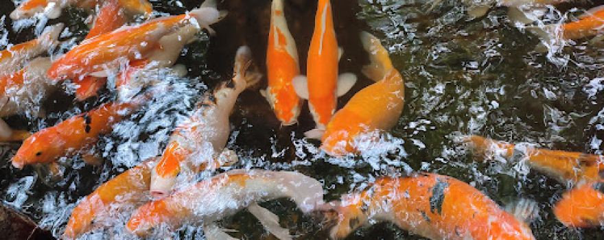 Water World Aquarium
