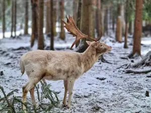 Bílá - obůrka