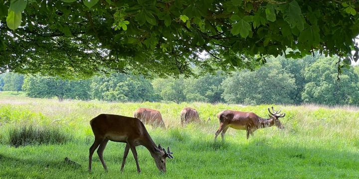 Richmond Park