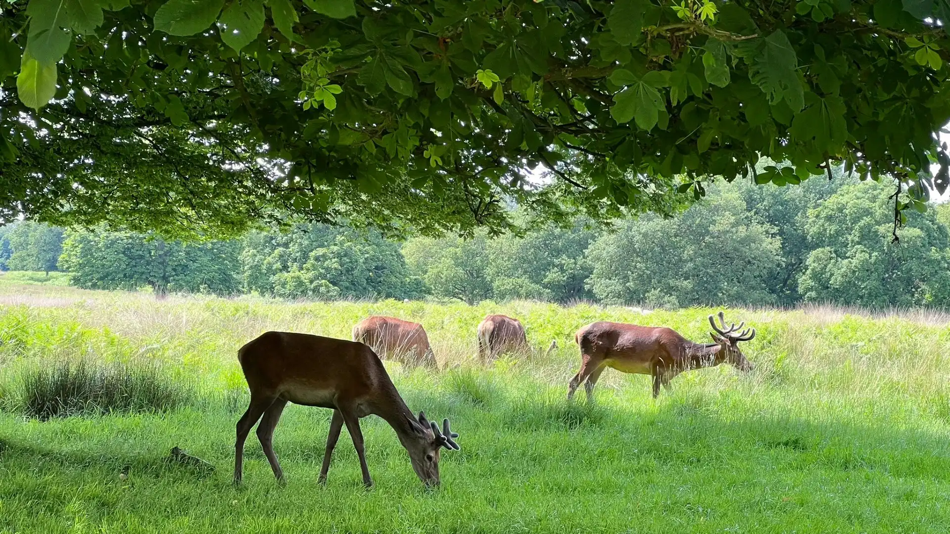 Hotels near Richmond Park