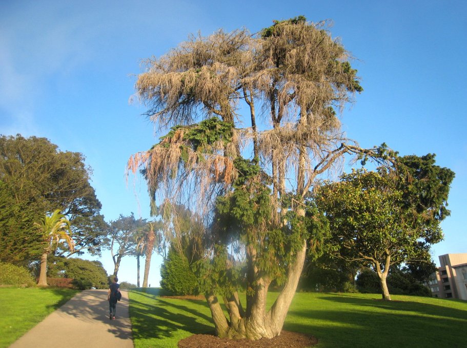 Pacific Heights