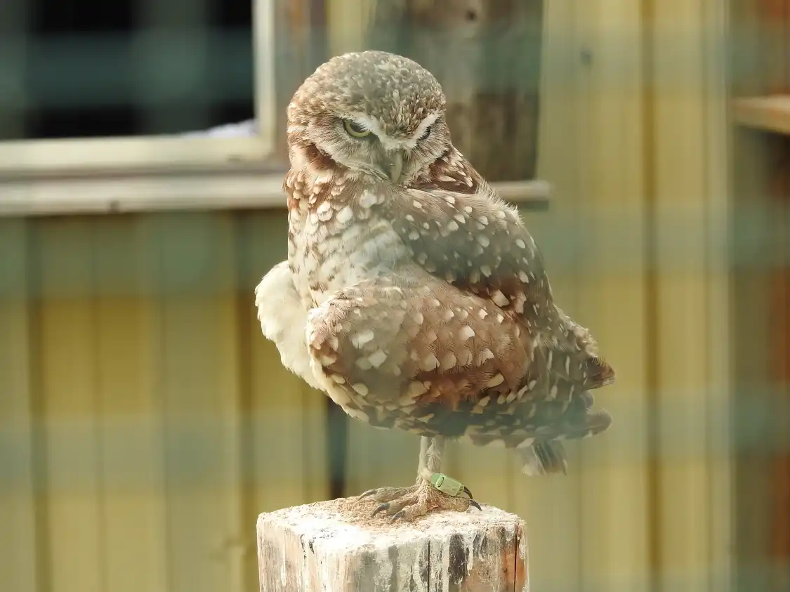 Các khách sạn gần Burrowing Owl Interpretive Centre