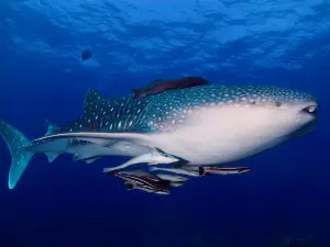 Phoenix Divers - Koh Lanta Diving, Freediving, Snorkeling