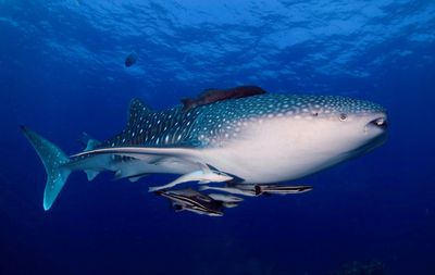 Phoenix Divers - Koh Lanta Diving, Freediving, Snorkeling