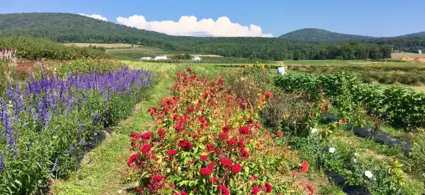 Hotels in Frederick County