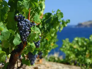 Terres des Templiers