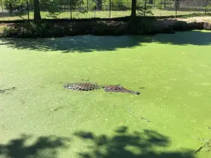 East Texas Zoo & Gator Park