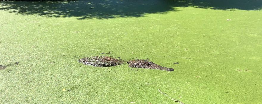 East Texas Zoo & Gator Park