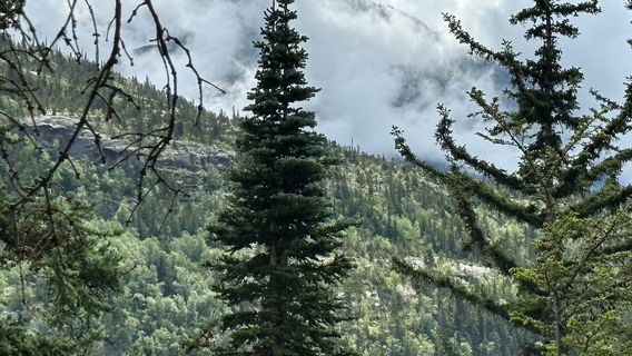 Alaska Mountain Guides Adventures & Chilkat Guides