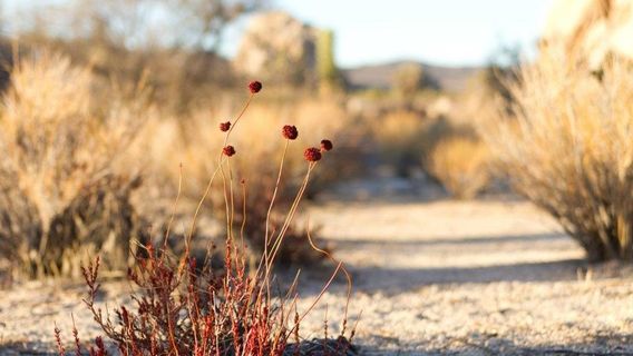 The Climbing Life Guides