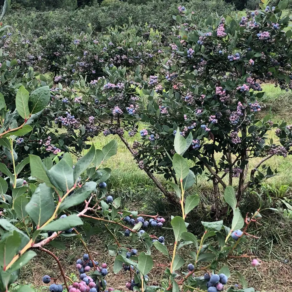 4_Green Mountain Orchards Inc