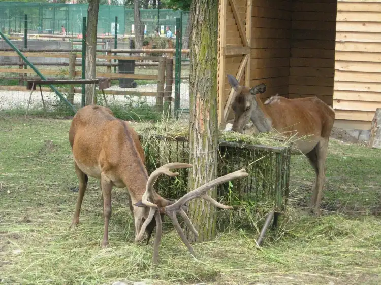 Hotels near Zoo Ramnicu Valcea