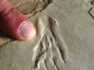 Beach to pterosaurs