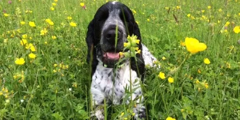 Grass Wood Nature Reserve