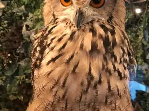 Owl Cafe Crew