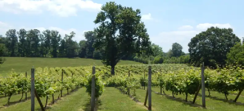 Hotels in Campbell County